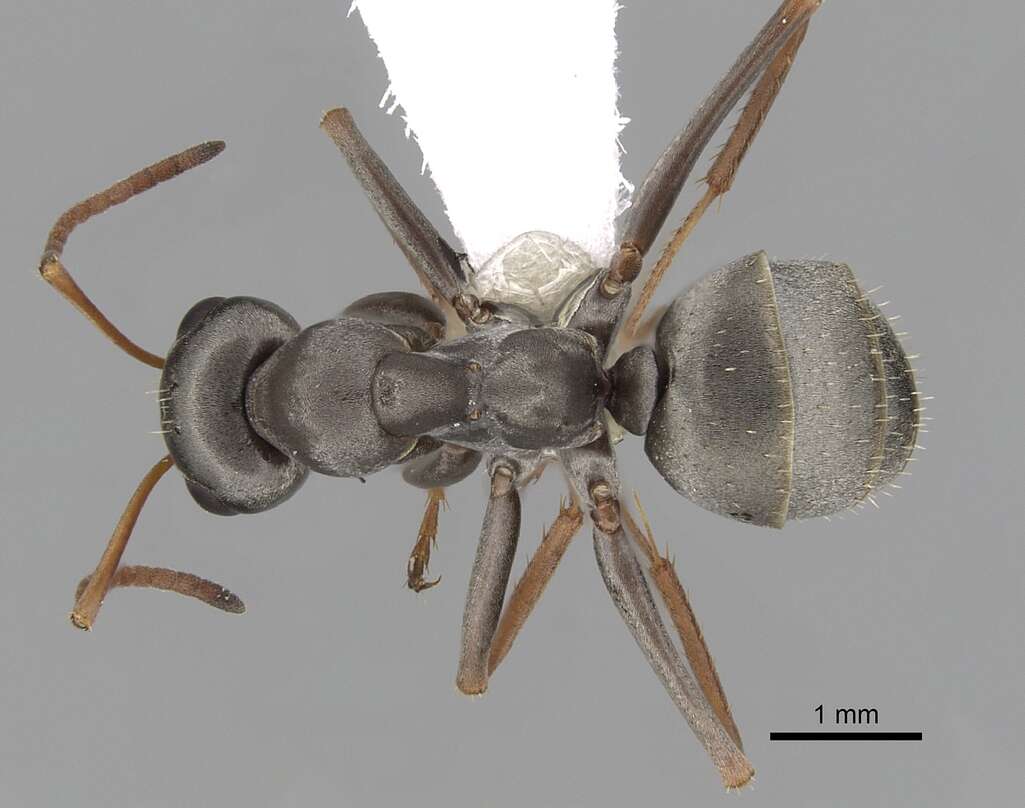 Image of wood ant