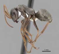 Image of wood ant