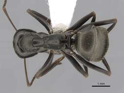 Image of SIlky Ant