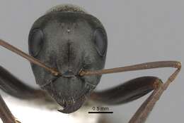 Image of SIlky Ant