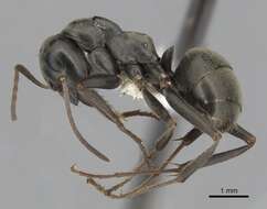 Image of SIlky Ant