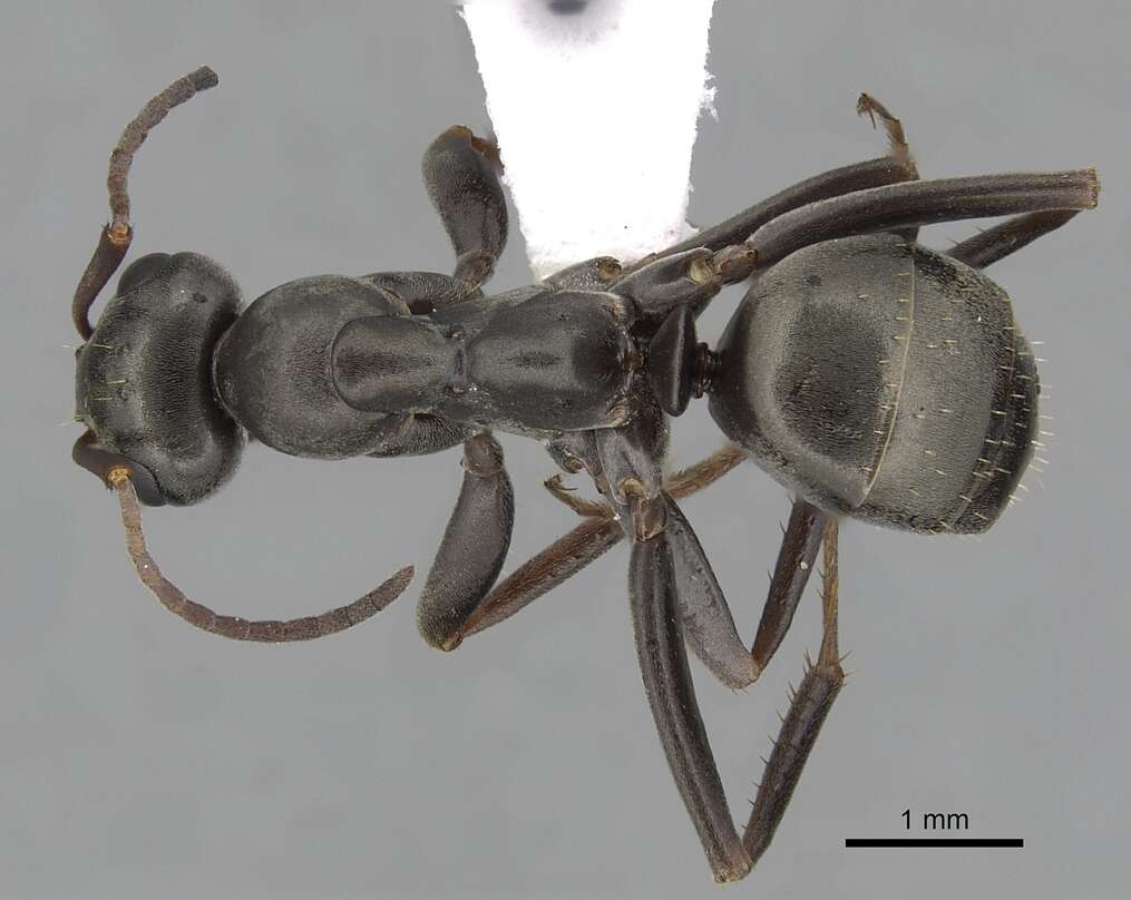 Image of Formica accreta Francoeur 1973