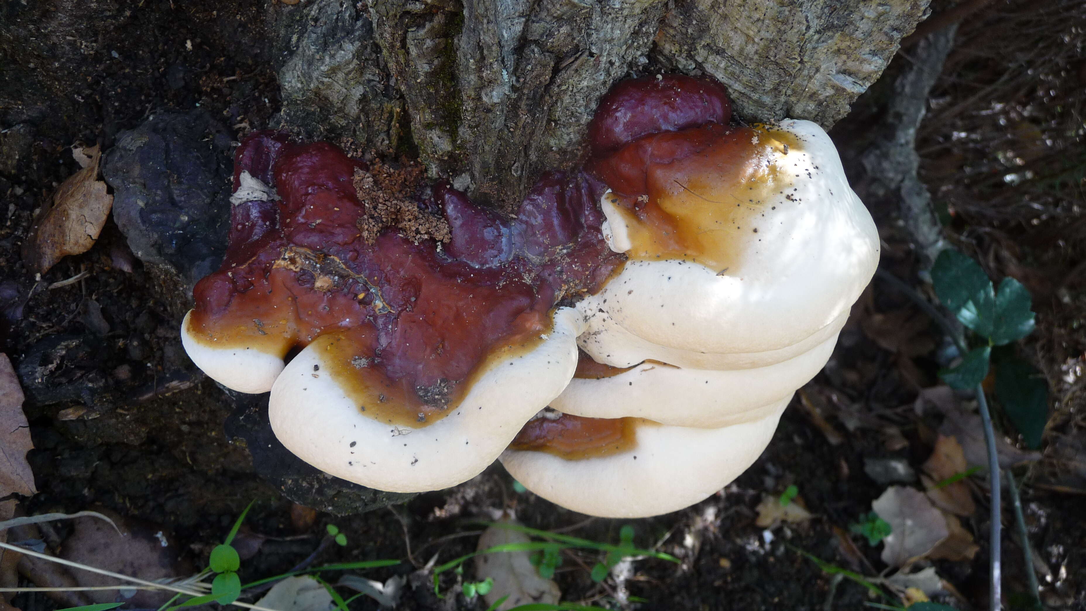 Image of Ganoderma resinaceum Boud. 1889