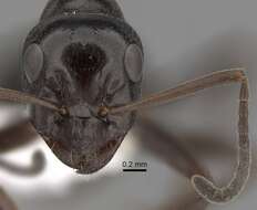 Image of Black bog ant
