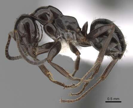 Image of Black bog ant