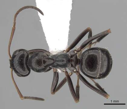 Image of Black bog ant