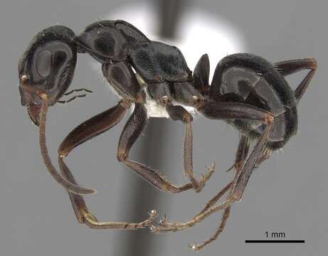 Image of Black bog ant