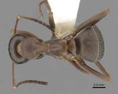 Image of Red-backed Mining Ant