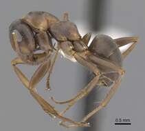 Image of Red-backed Mining Ant