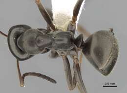 Image of wood ant