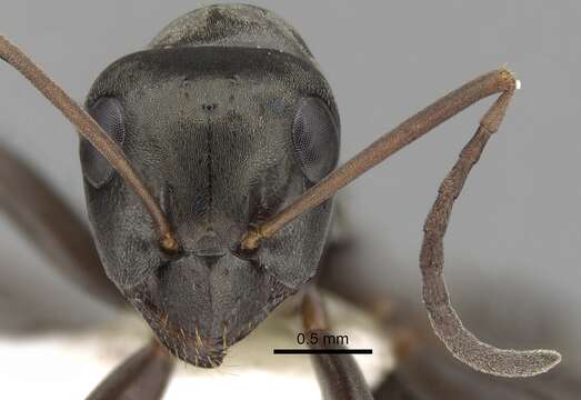 Image of wood ant