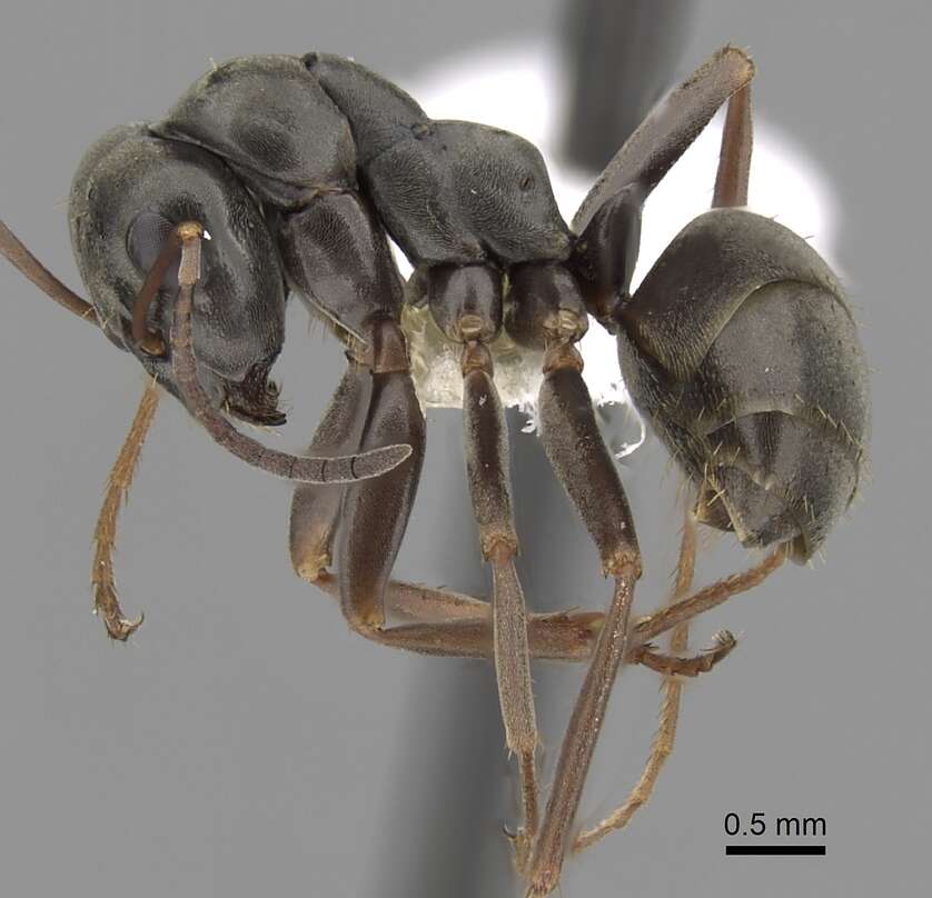 Image of wood ant