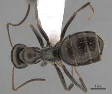 Image of Formica gagates Latreille 1798