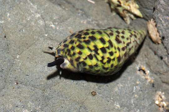 Cominella lineolata (Lamarck 1816) resmi