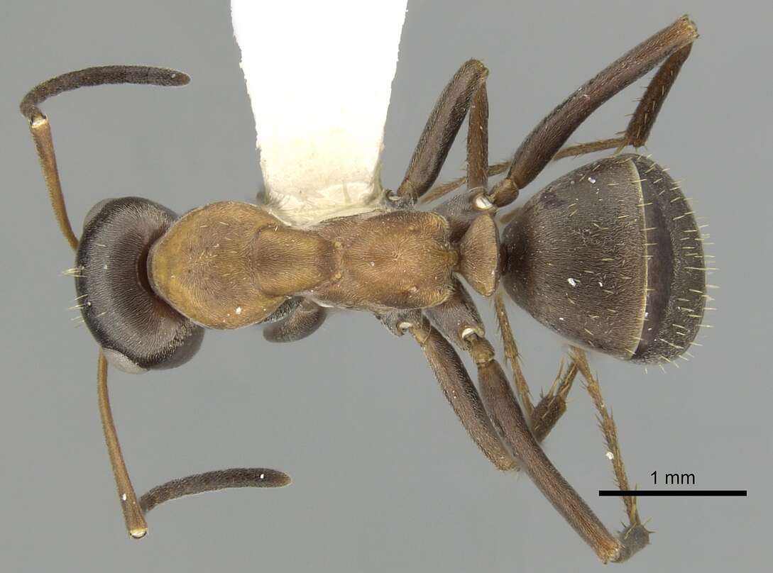 Image of Red-barbed ant