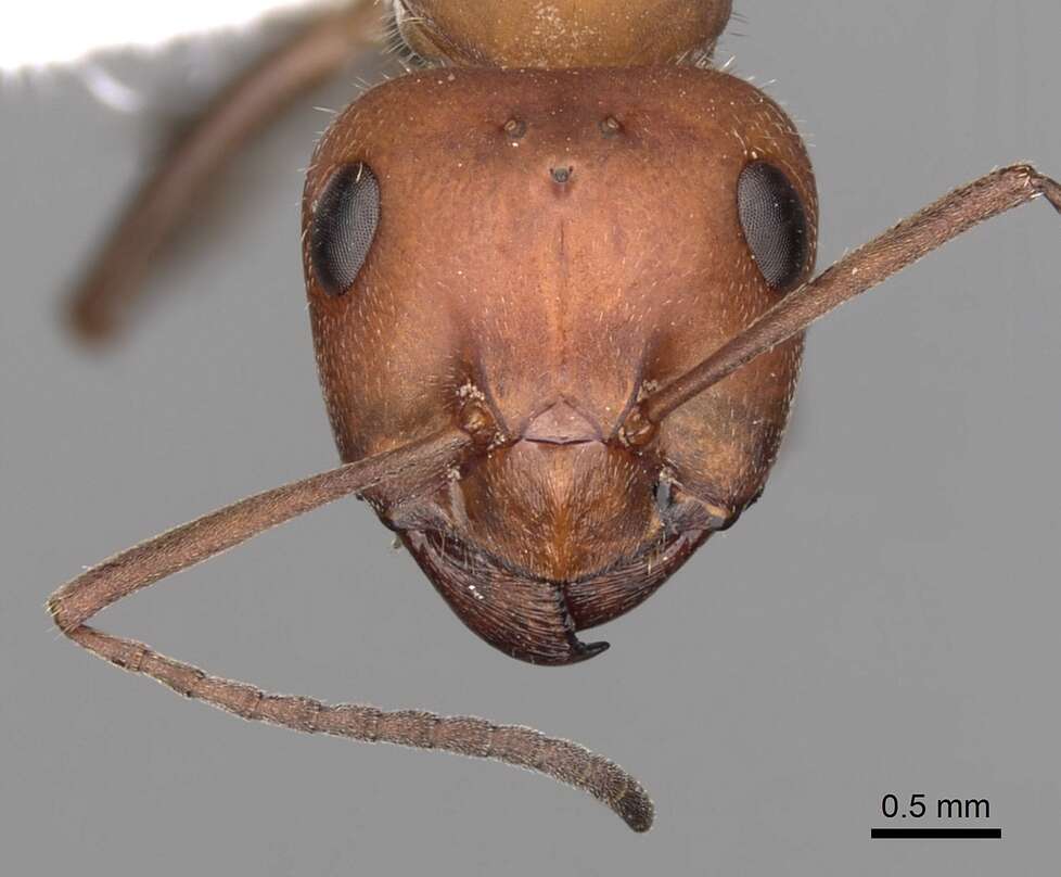 Image of Formica planipilis Creighton 1940