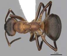 Image of European Red Wood Ant