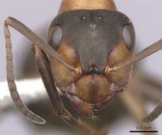 Image of European Red Wood Ant