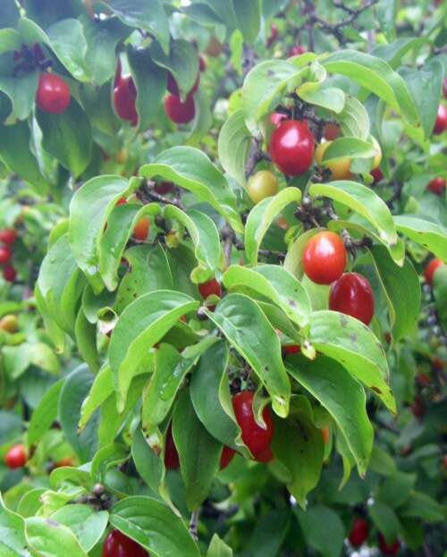 Image of Cornelian cherry dogwood