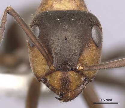 Image of Black-backed meadow ant