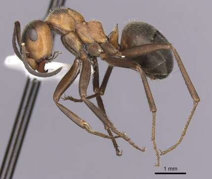 Image of Black-backed meadow ant