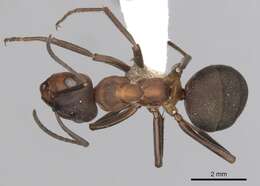 Image of wood ant