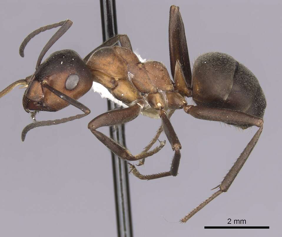 Image of wood ant