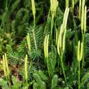 Image de Lycopodium clavatum subsp. clavatum