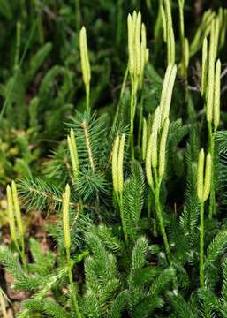 Imagem de Lycopodium clavatum subsp. clavatum