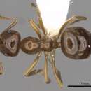 Image of Lasiophanes valdiviensis (Forel 1904)