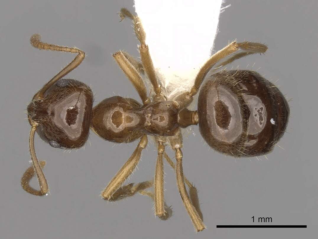 Image of Lasiophanes valdiviensis (Forel 1904)