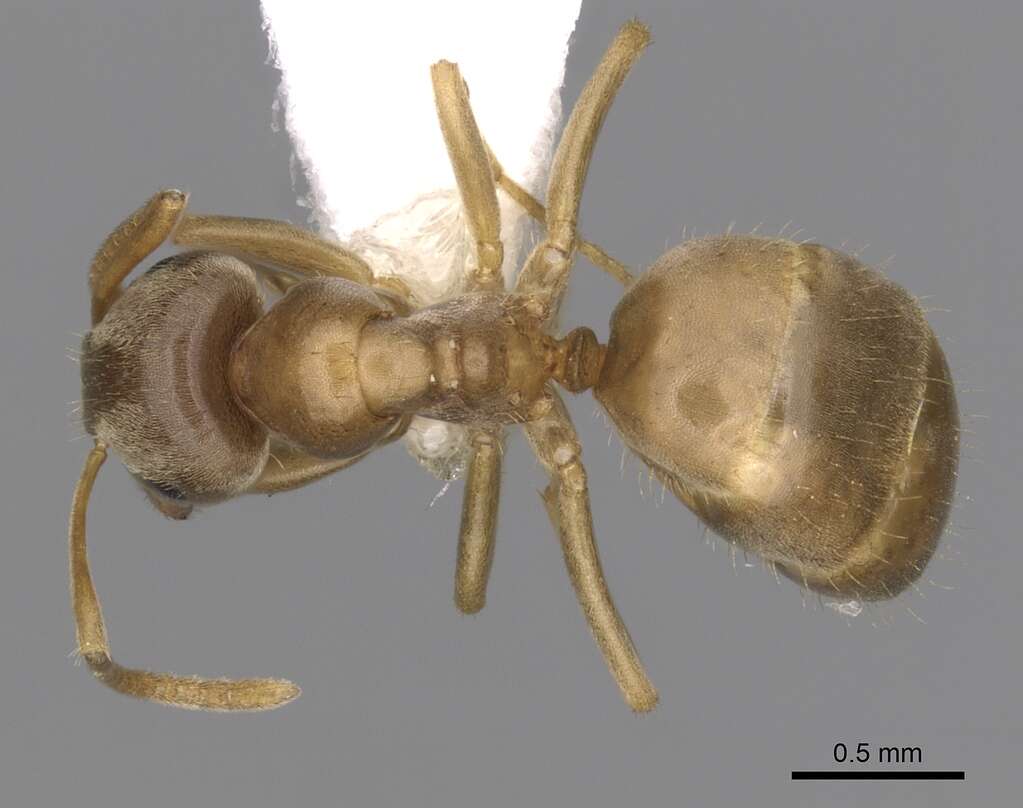 Image de Lasius sitiens Wilson 1955