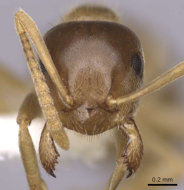 Image de Lasius sitiens Wilson 1955