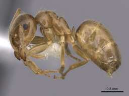 Image de Lasius sitiens Wilson 1955