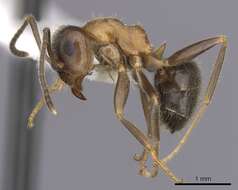 Image of Lasius emarginatus (Olivier 1792)