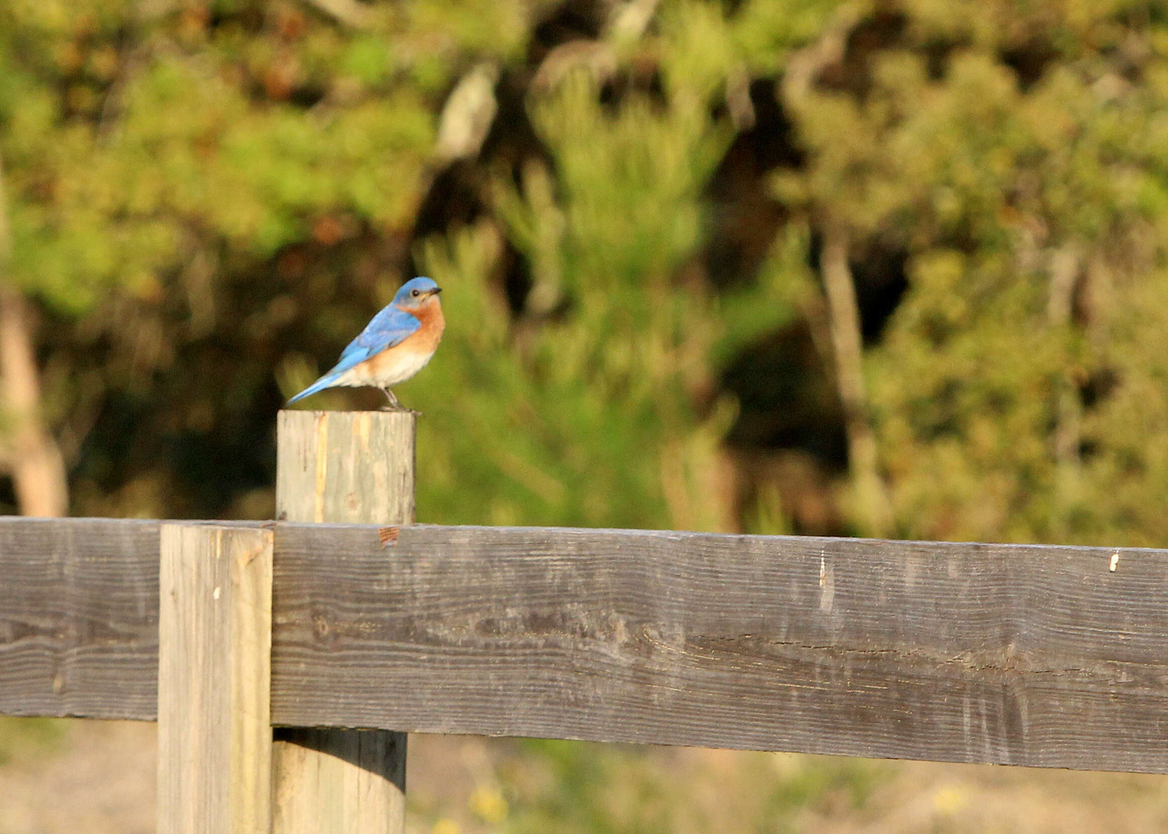 Image of Eastern Bluebird