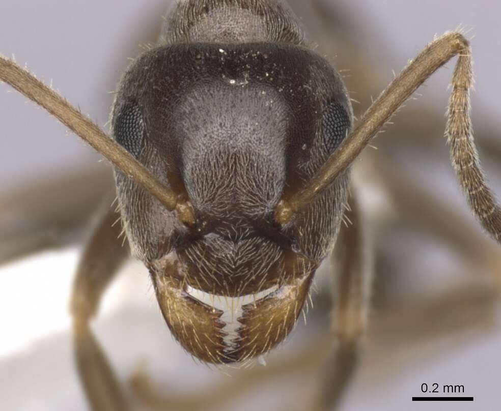 Image of Small black ant