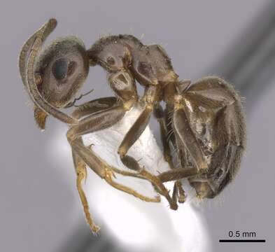 Image of Small black ant