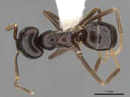 Image of Jet Ant
