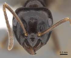 Image of Jet Ant
