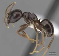 Image of Jet Ant