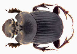 Image of Onthophagus castetsi Lansberge 1887