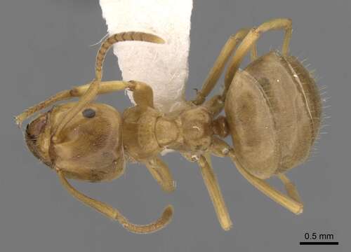 Image of Lasius bicornis (Foerster 1850)