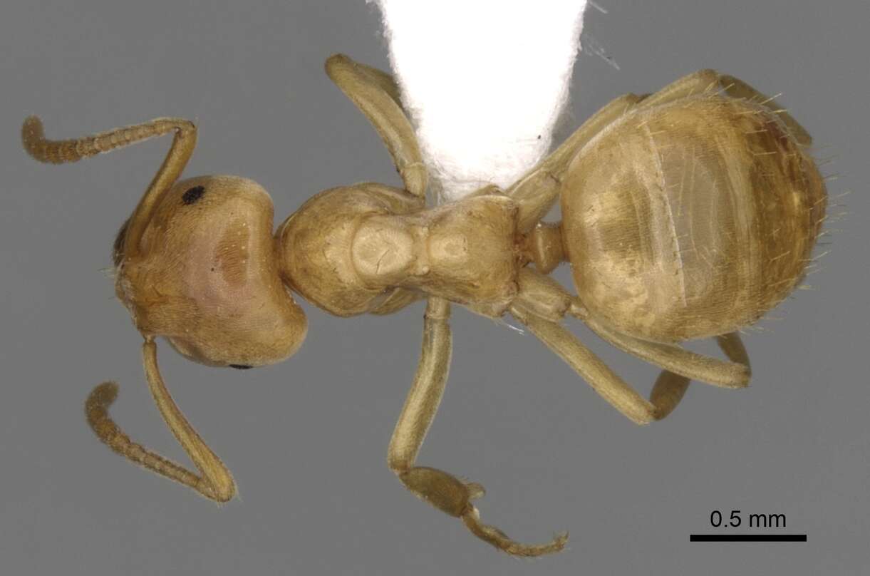 Image of Lasius humilis Wheeler 1917