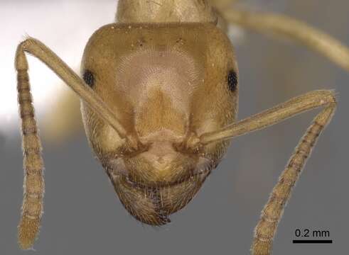 Image of Lasius humilis Wheeler 1917