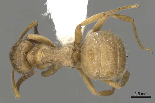 Image de Lasius mixtus (Nylander 1846)