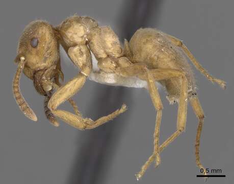 Image de Lasius mixtus (Nylander 1846)