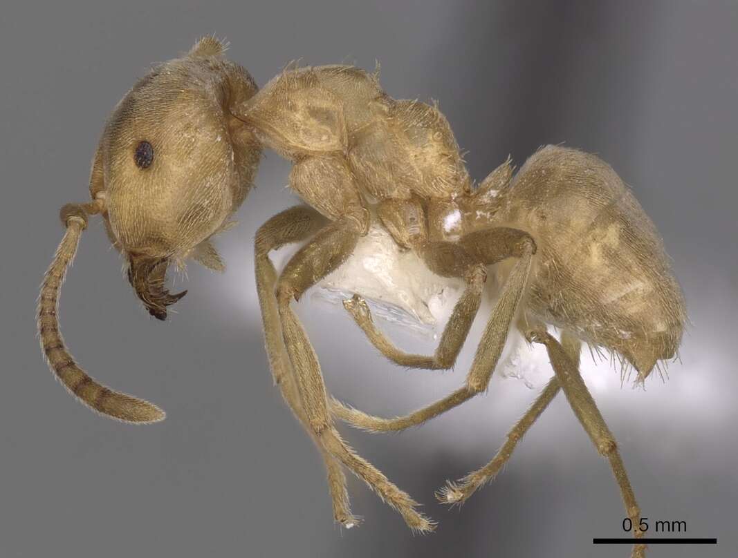 Imagem de Lasius carniolicus Mayr 1861