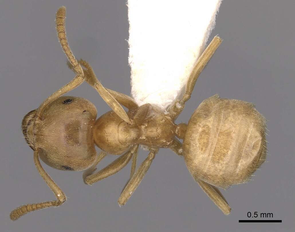 Image of cornfield and citronella ants