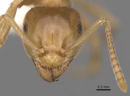 Image of cornfield and citronella ants